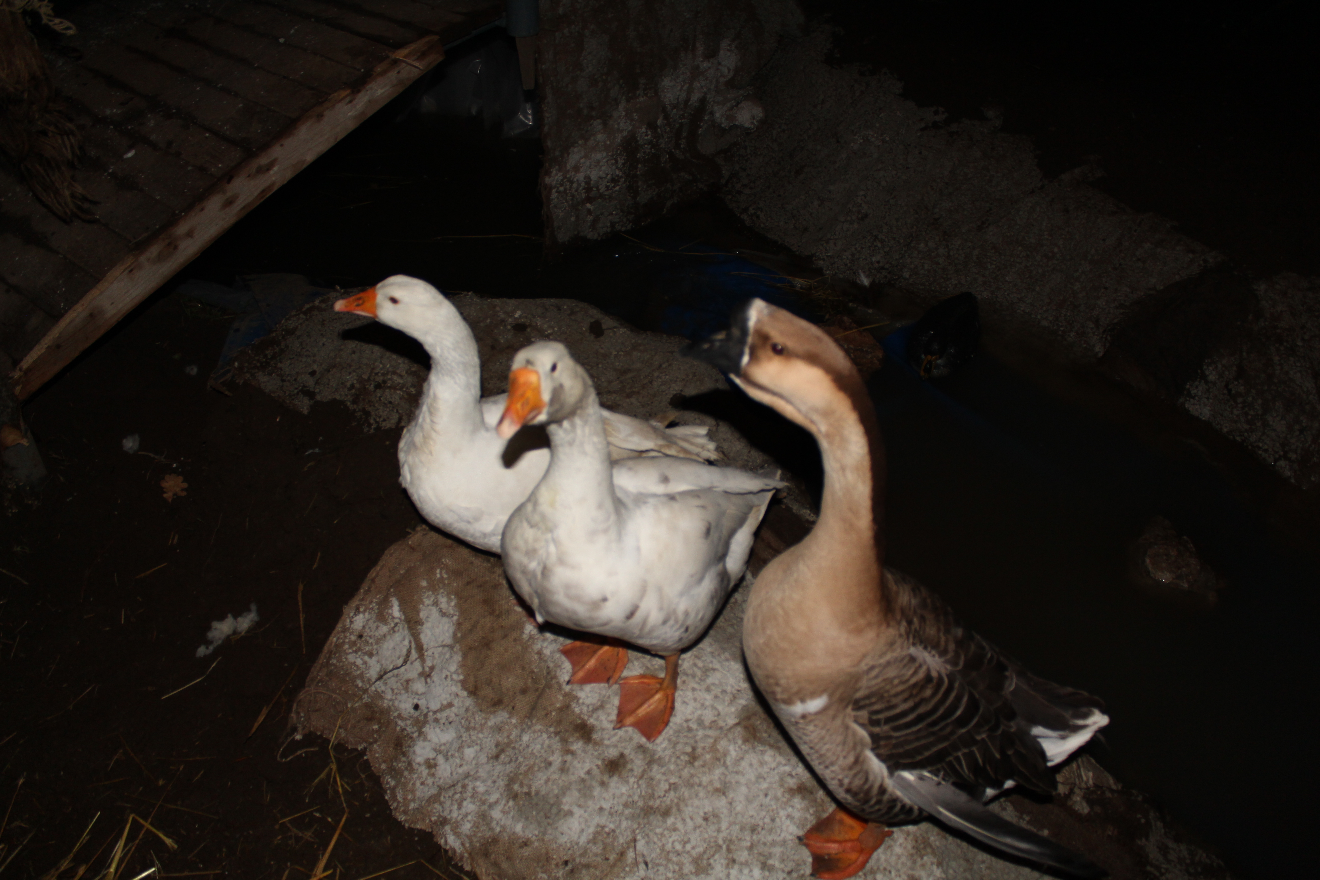 Presepe Vivente 